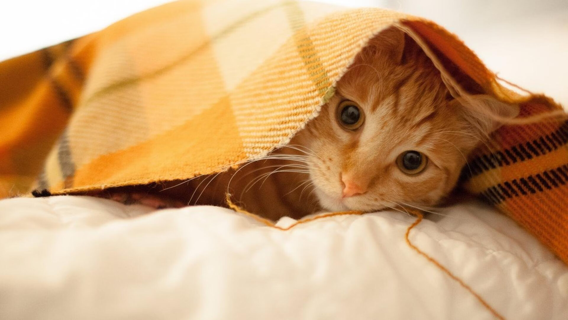 锡安天神下凡!森林狼轻松冲垮上海队